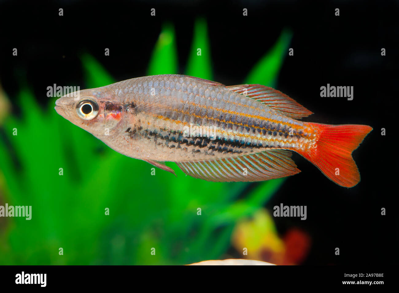 Melanotaenia splendida rubrostriata,Rotgestreifter Regenbogenfisch,Redstriped Rainbowfish Stock Photo