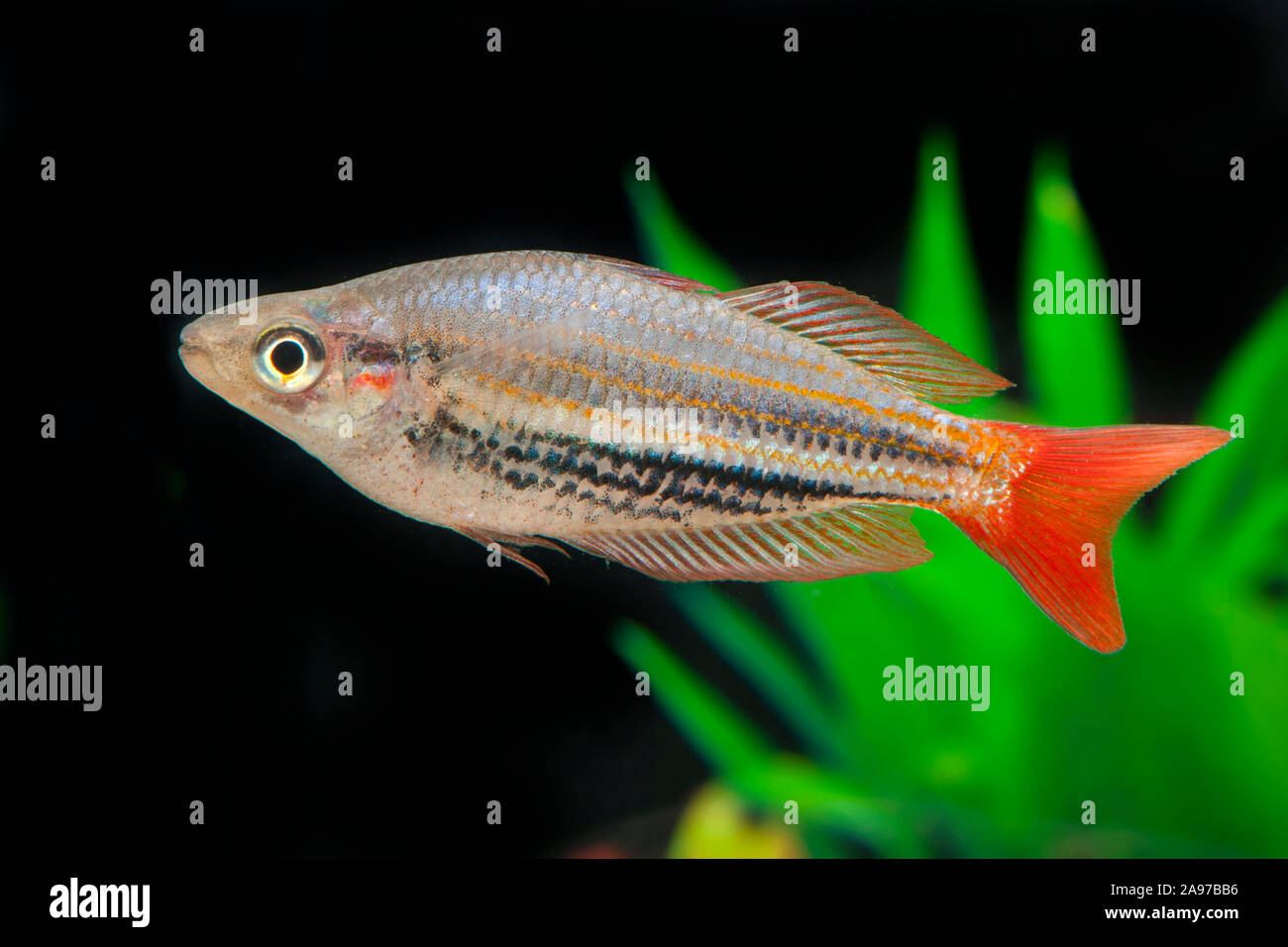 Melanotaenia splendida rubrostriata,Rotgestreifter Regenbogenfisch,Redstriped Rainbowfish Stock Photo