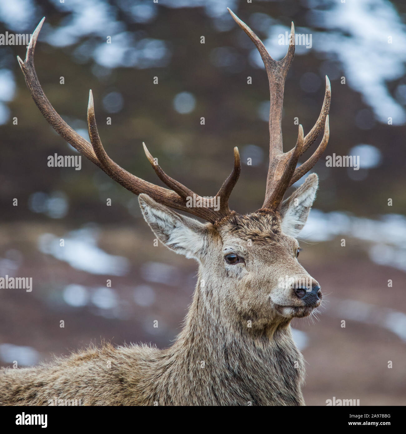Red Deer, Cairngorms National Park, Scotland UK Stock Photo