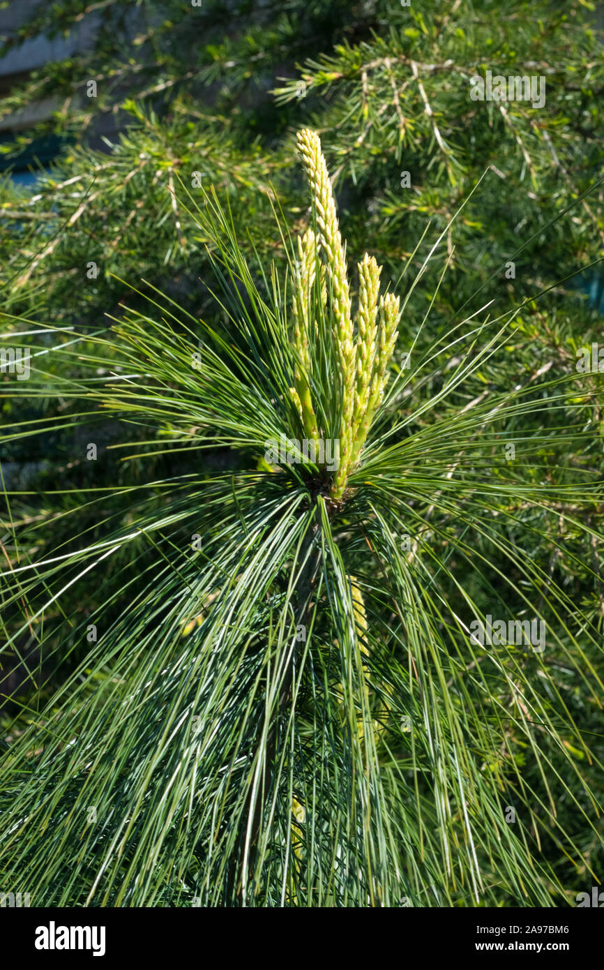 New growth of Himalayan pine (Pinus wallichiana) in a garden. Stock Photo