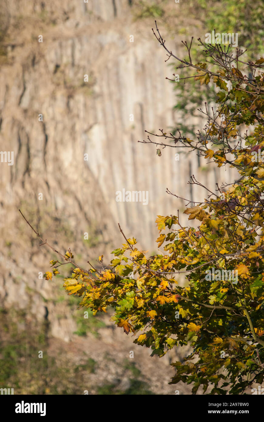 Branch with autumnal foliage in front of a rock wall. November Scene. Stock Photo