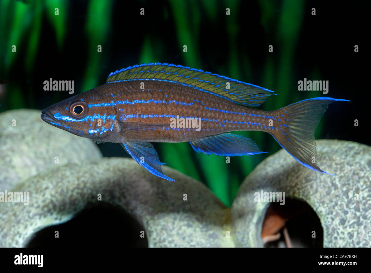 Paracyprichromis nigripinnis,Schwarzflossiger Kaerpflingsbuntbarsch,Blackfin - Cyprichromis Stock Photo