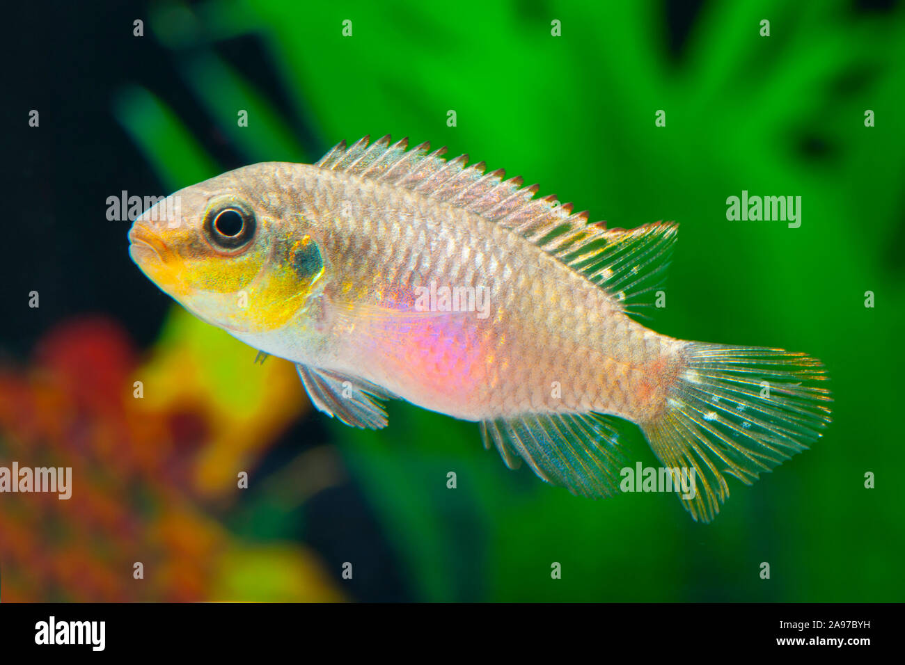 Pelvicachromis subocellatus,Augenfleck-Prachtbarsch,Violet Cichlid Stock Photo