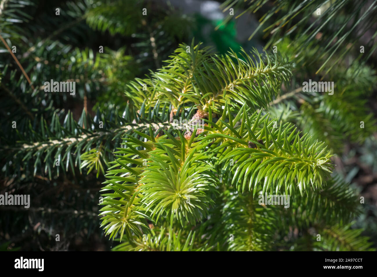 Young shoots of Spanish fir (Abies pinsapo) Stock Photo