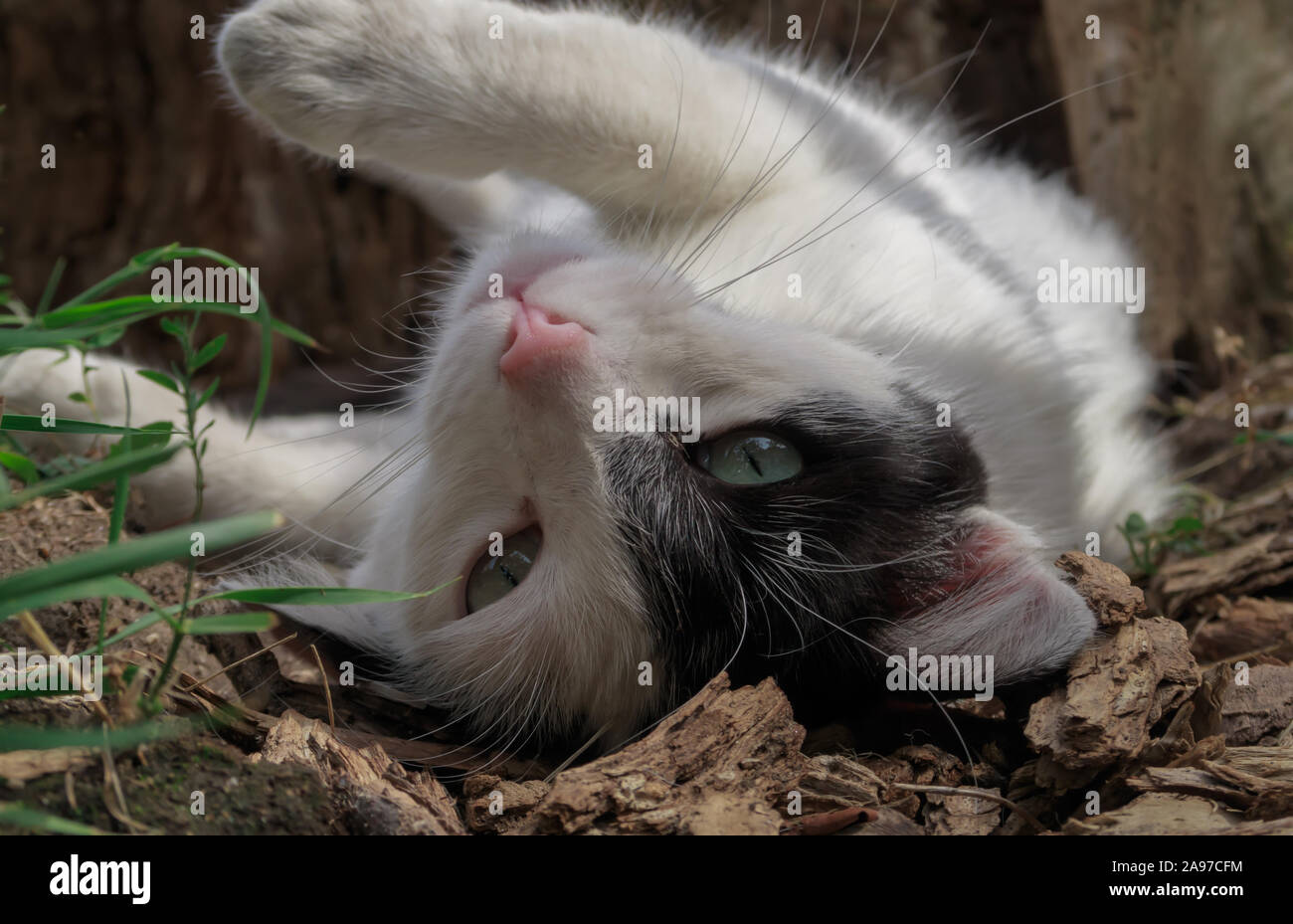Playful cat lying on his back Stock Photo