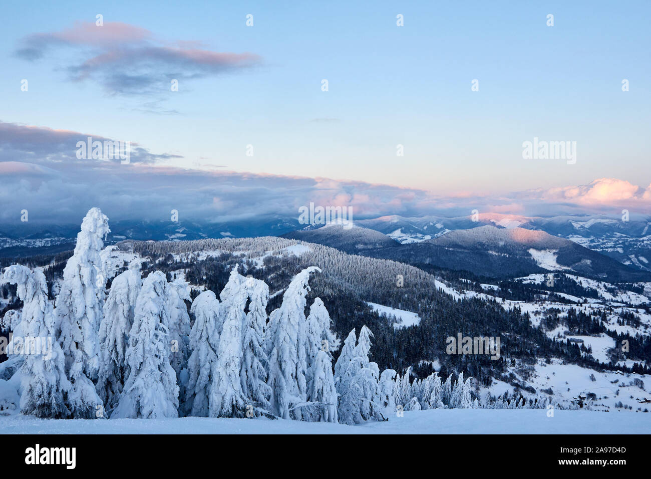 Winter rime and snow covered fir trees branches on mountainside on blue ...