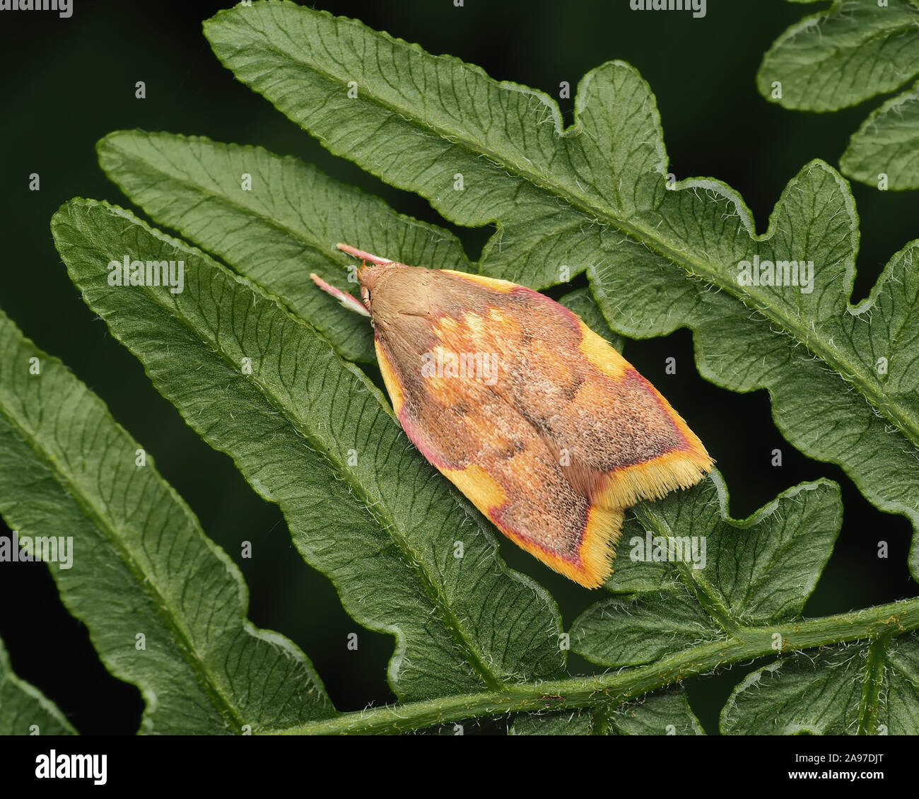 Carcina quercana moth resting on fern. Tipperary, Ireland Stock Photo