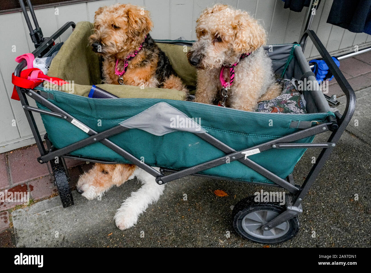 Border Terrier X Poodle Border Poo Border Doodle Stock Photo Alamy Border Terrier X Poodle Border Poo Border Doodle Stock Photo Alamy