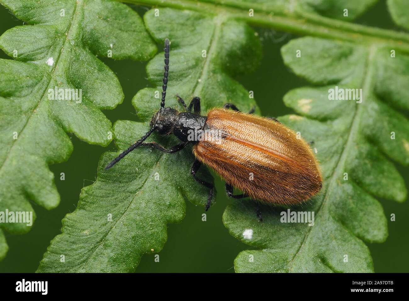 Lagria hirta beetle resting on fern. Tipperary, Ireland Stock Photo