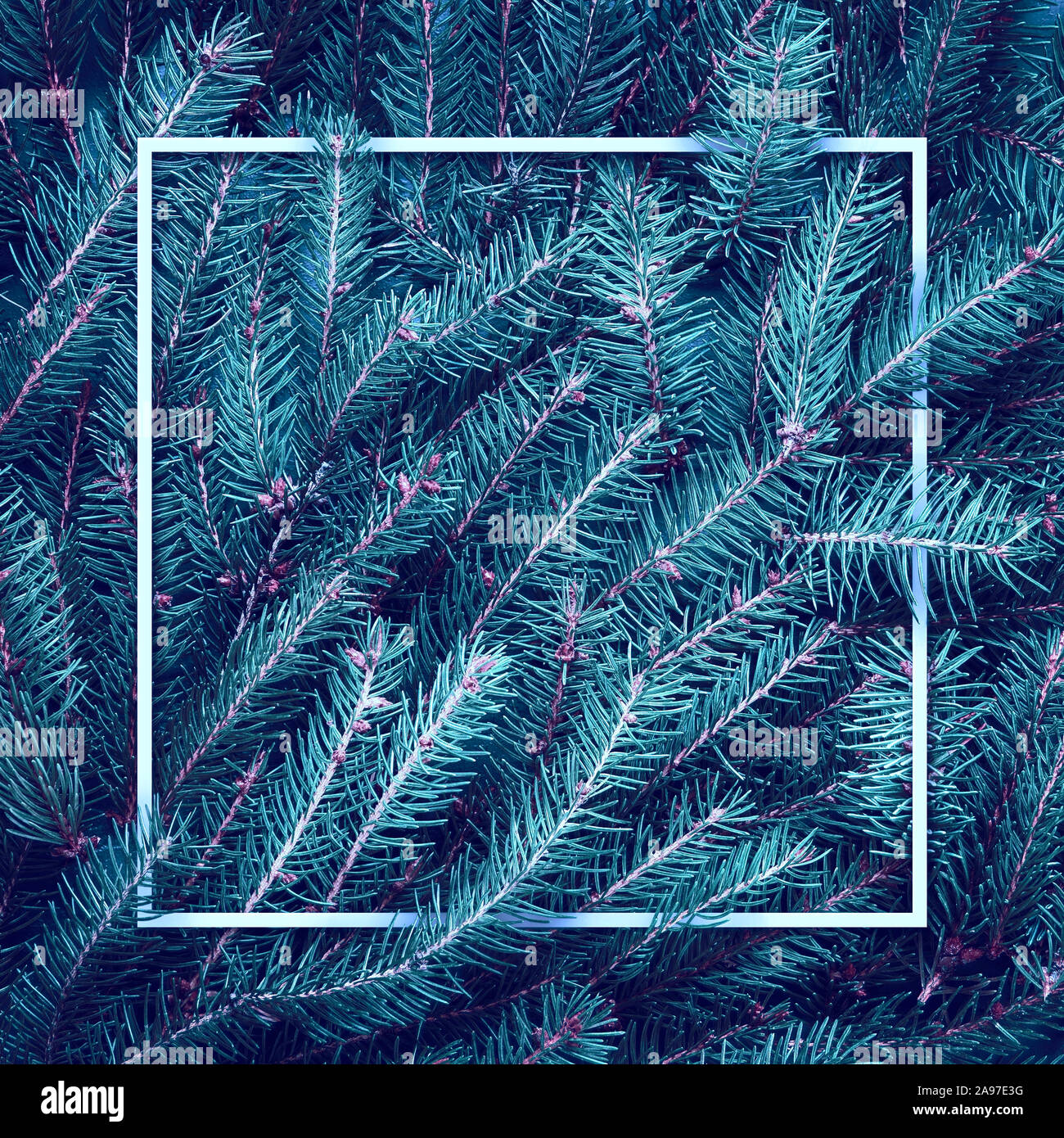 Christmas blue tree branches. Frame of green branch. Festive Xmas