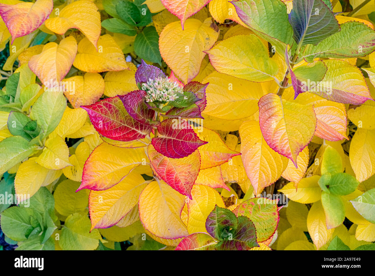 Fall colour, garden shrub, British Columbia, Canada Stock Photo