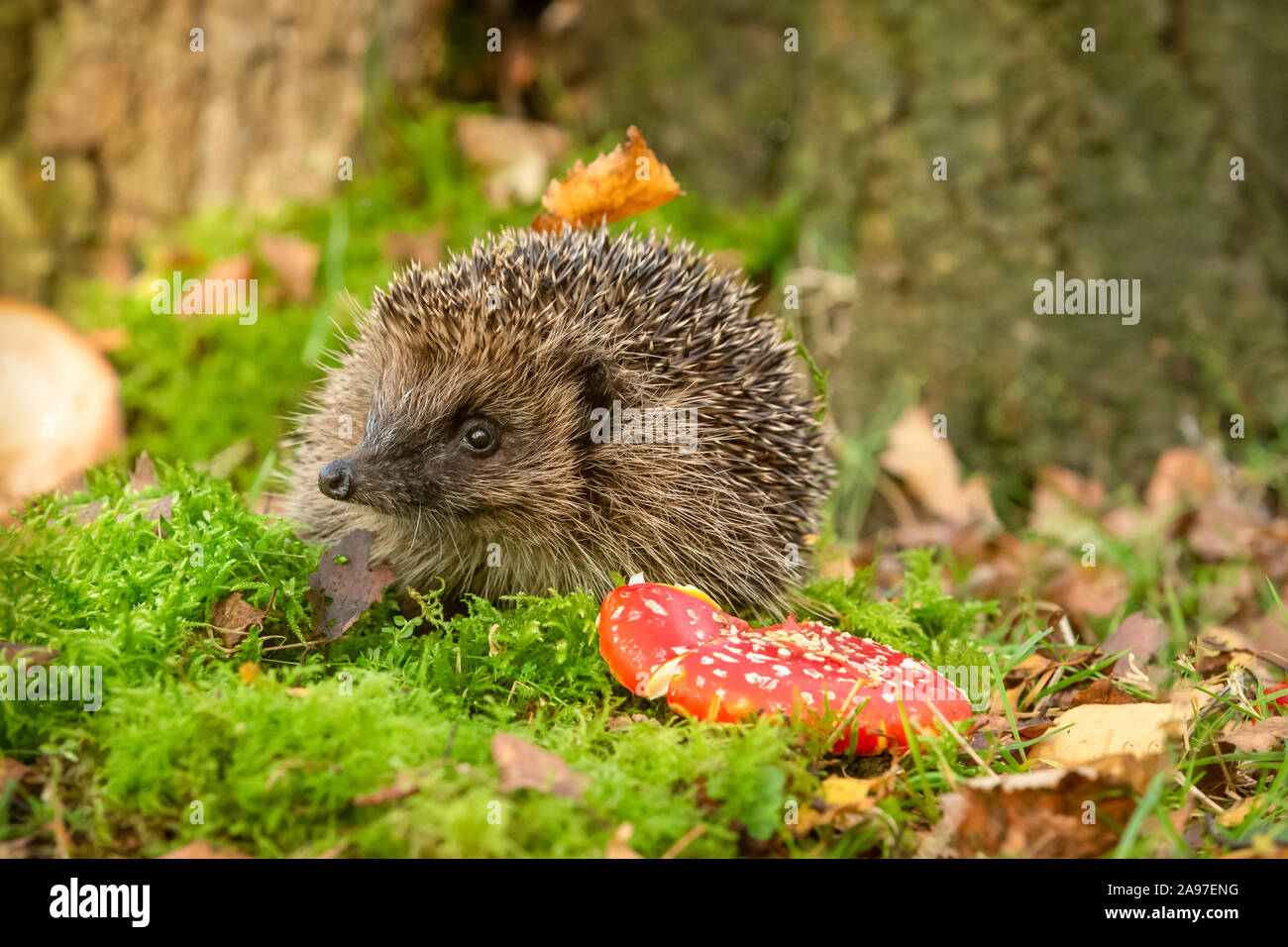 Hedgehog, (Scientific name: Erinaceus Europaeus) wild, native, European hedgehog at dusk with red Fly Agaric toadstool and green moss.  Facing left. Stock Photo