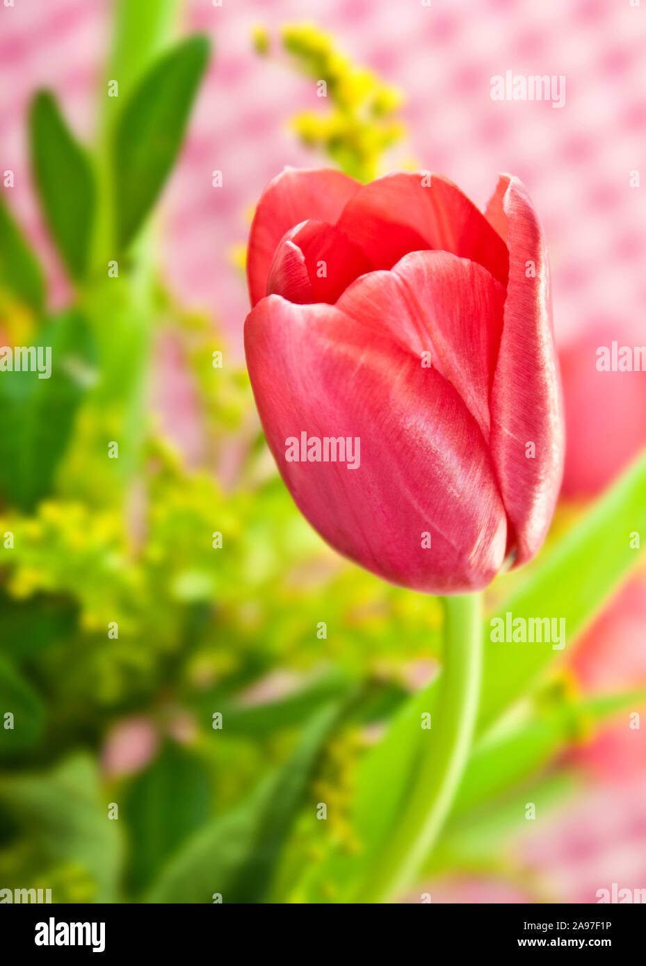 Tulip close up and green background Stock Photo - Alamy