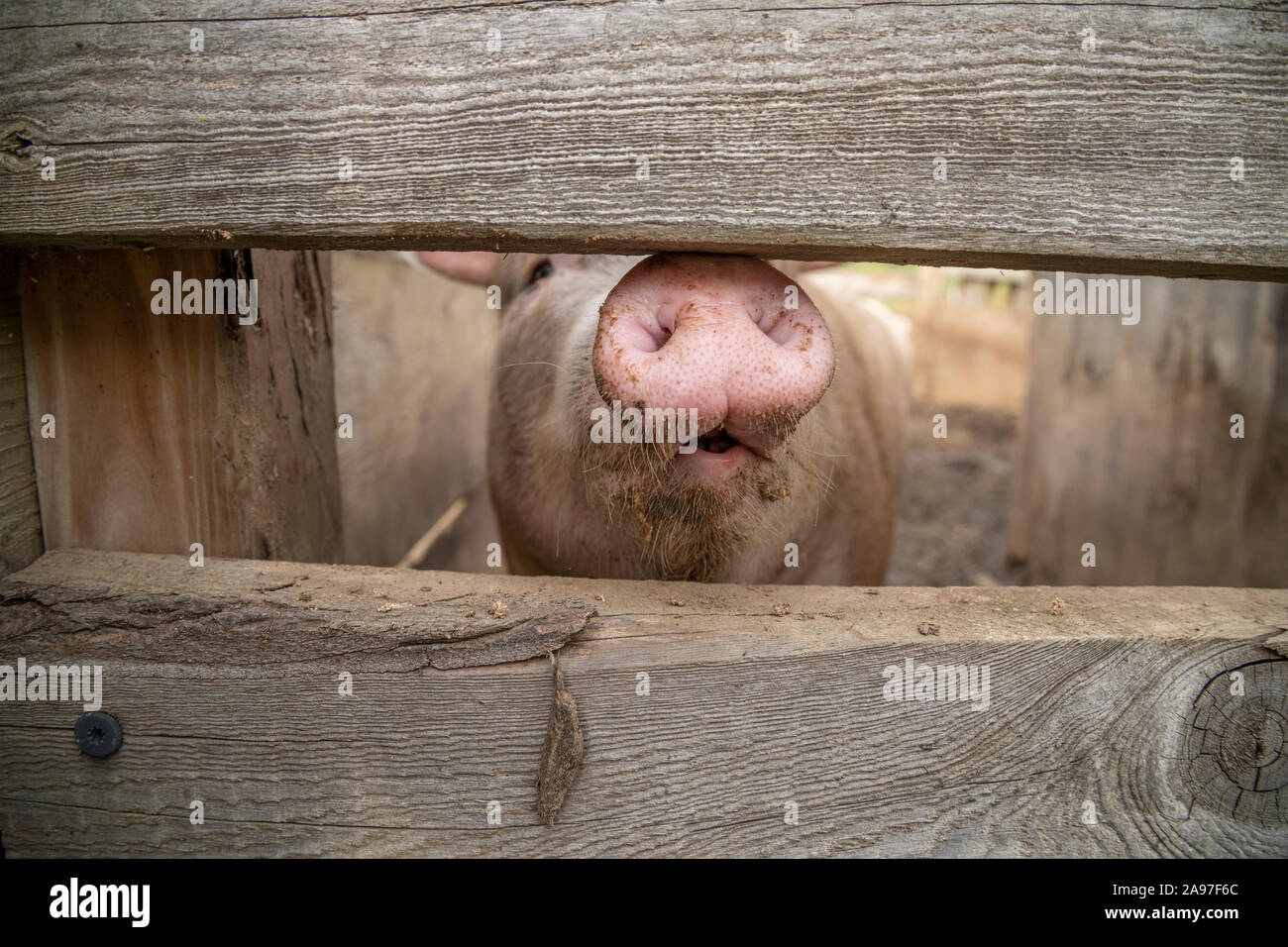Pig snout through boards of stye pen. Stock Photo