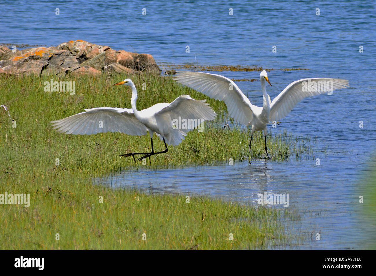 Two White Herons landing in a marsh to feed Stock Photo Alamy