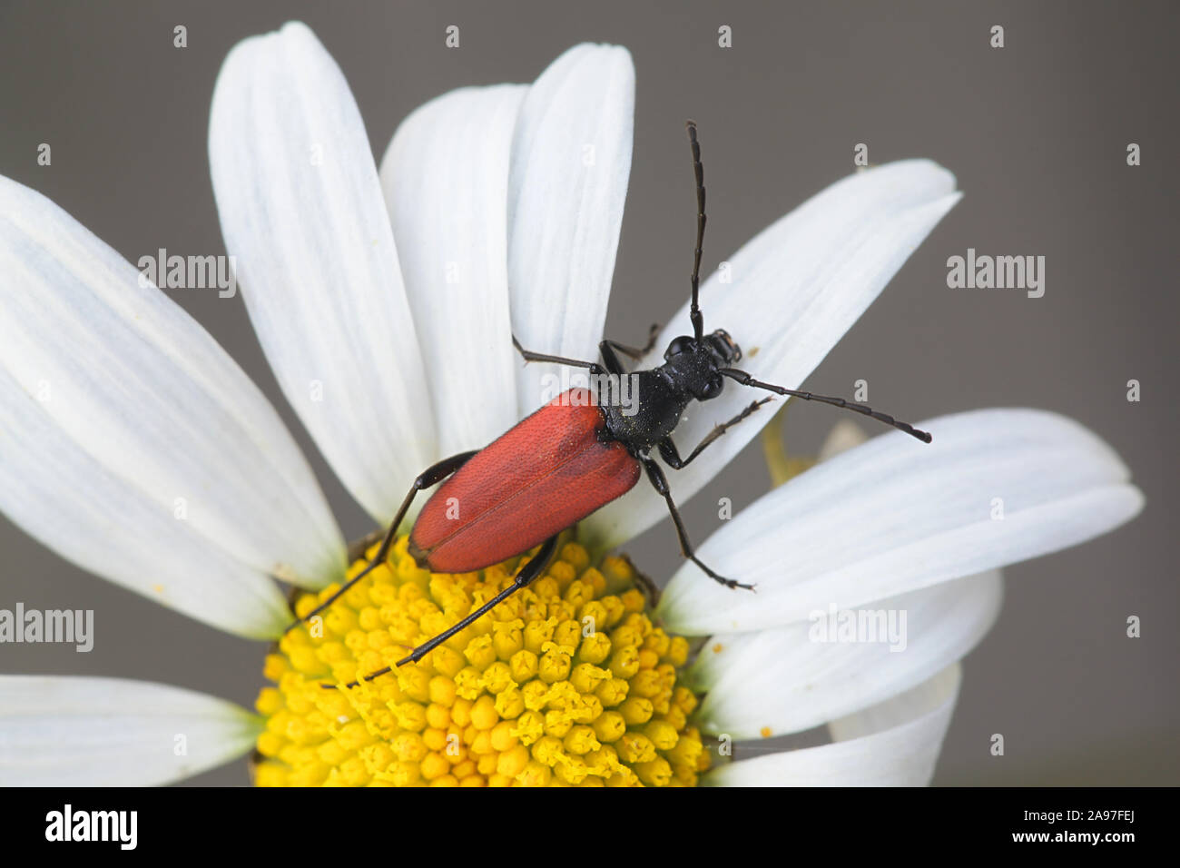 Anastrangalia sanguinolenta, a species of flower longhorn beetles belonging to the family Cerambycidae Stock Photo