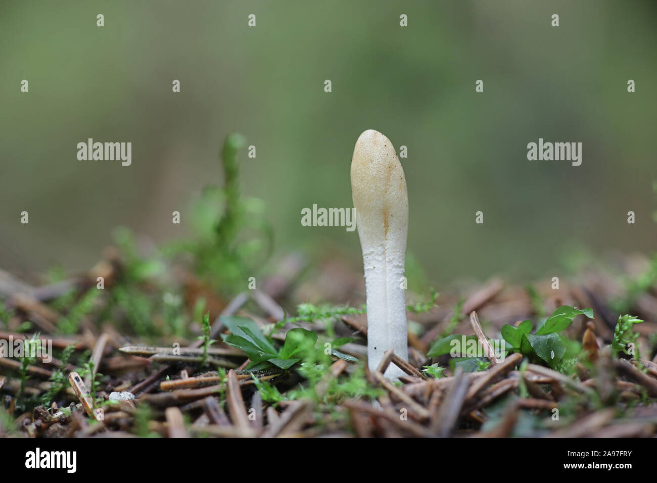 Trichoderma leucopus, a sac fungi from Finland Stock Photo