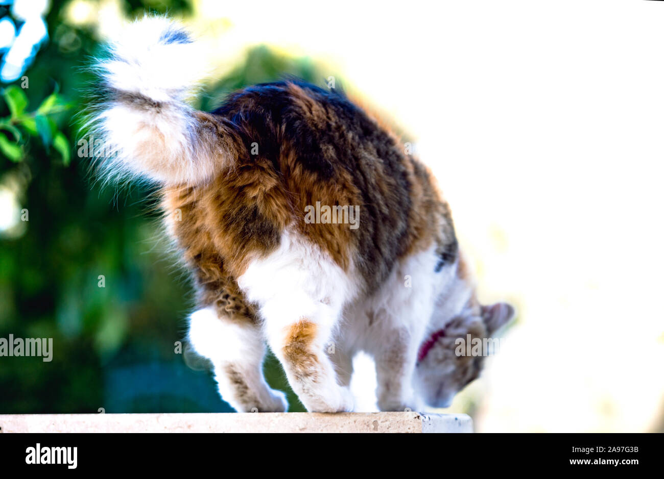 Back shot of a calico cat getting ready to jump down a wall into unknown outdoor territory. Missing pets concept. Stock Photo