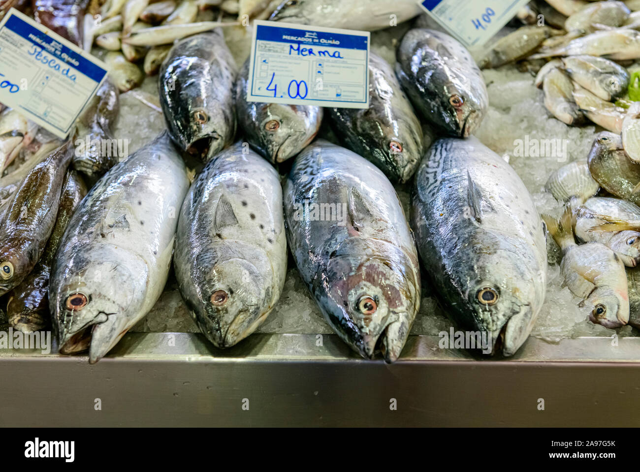 Fishmongers display of fresh Little tunny Euthynnus alletteratus Merma caught the same day in the Olhao fish and produce market. Olhao Algarve, Portug Stock Photo