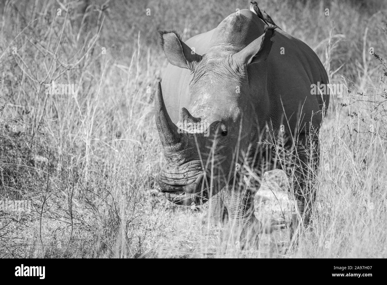 White rhino starring at the camera in the Welgevonden game reserve