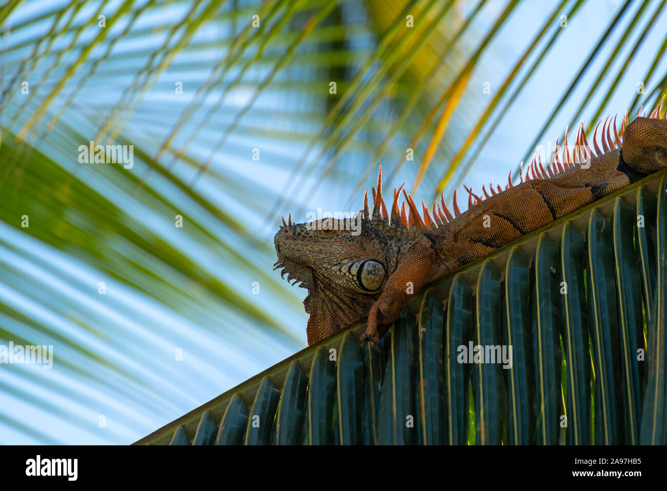 A single green Iguana in a palm tree in a natural wild South American
