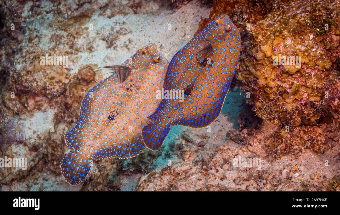 Two Peacock flounders in coral reef Stock Photo