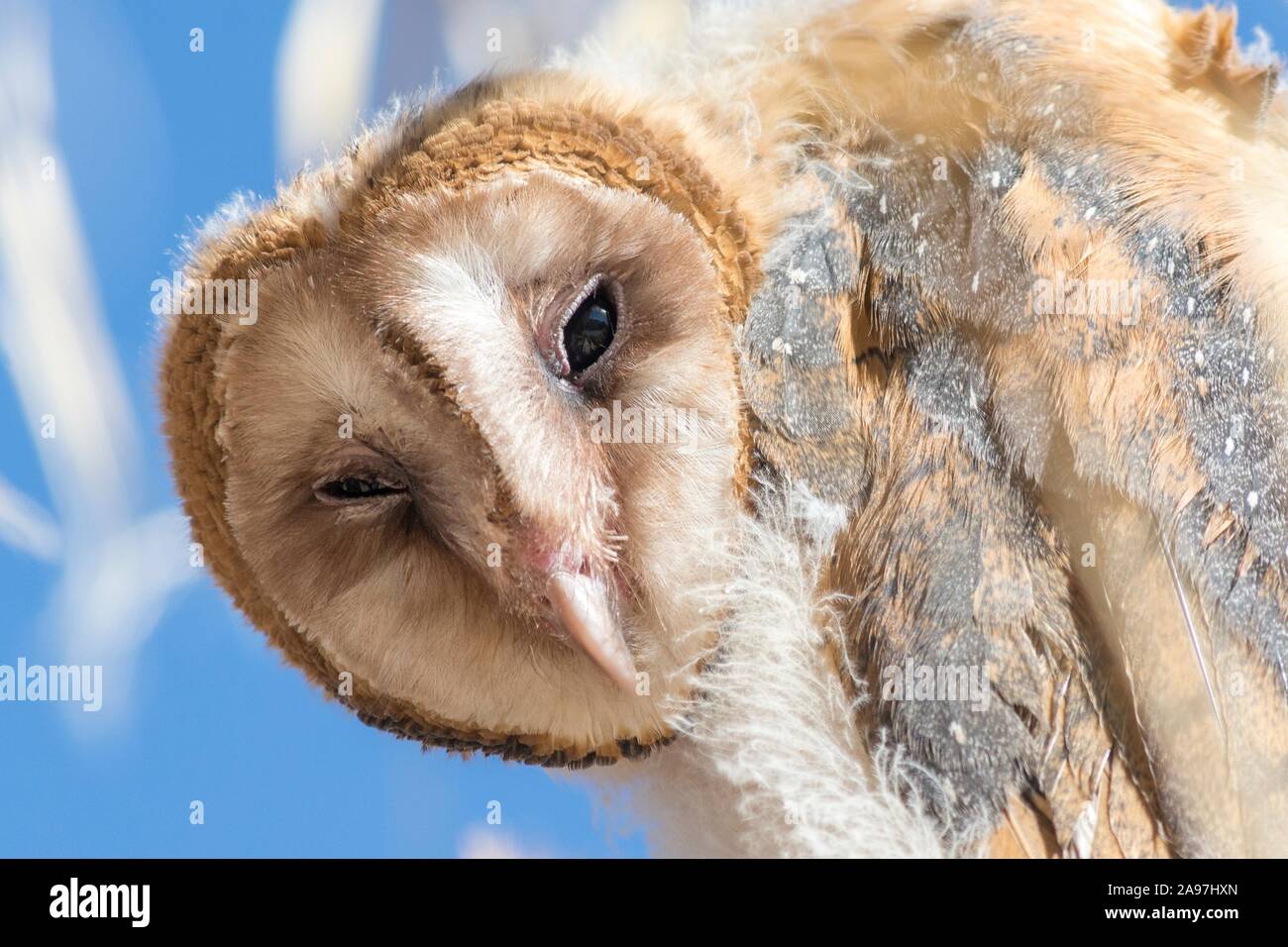 An American Barn Owl resting in a palm tree at the Oasis of Mara in the Joshua Tree National Park, Twentynine Palms, California. Stock Photo