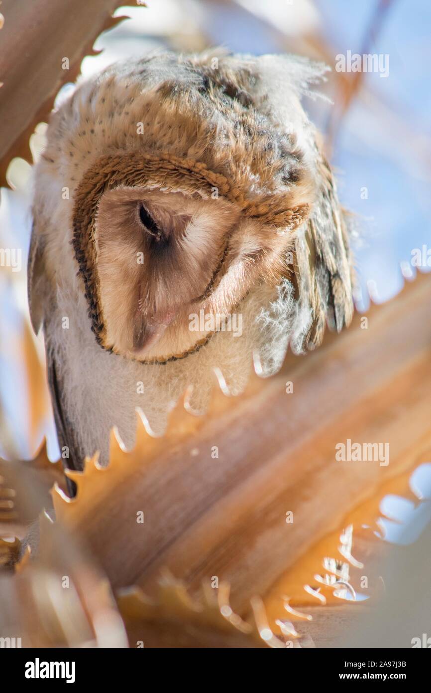 An American Barn Owl resting in a palm tree at the Oasis of Mara in the Joshua Tree National Park, Twentynine Palms, California. Stock Photo