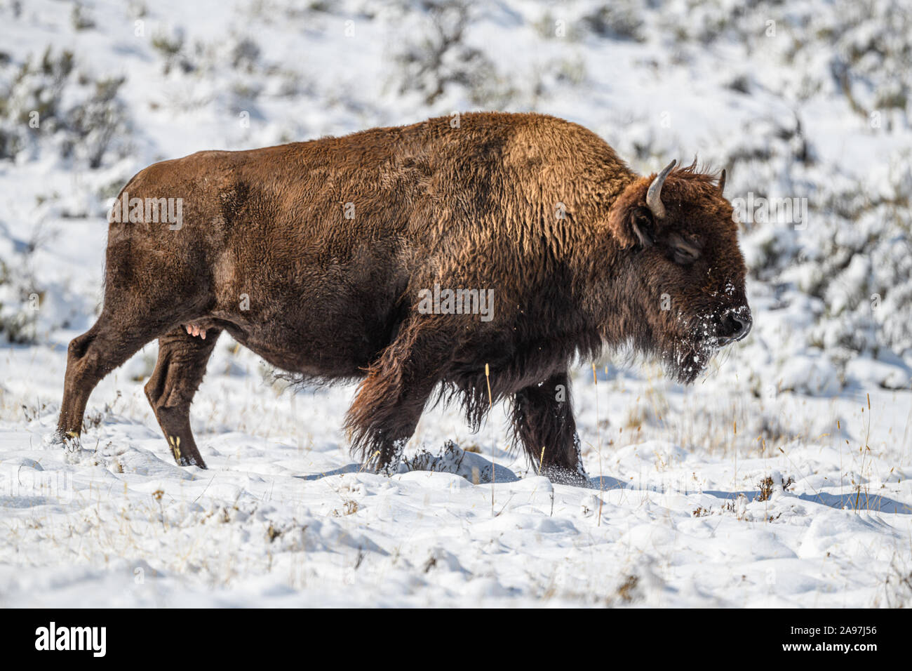 Bison snow trees hi-res stock photography and images - Alamy