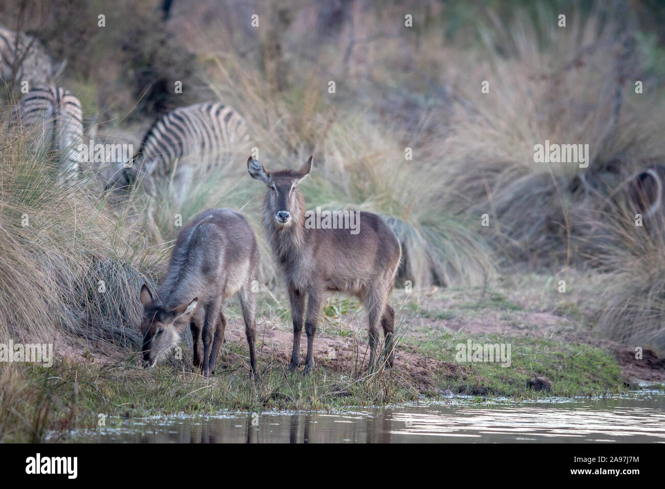 Waterbuck starring at the camera in the Welgevonden game reserve, South Africa. Stock Photo