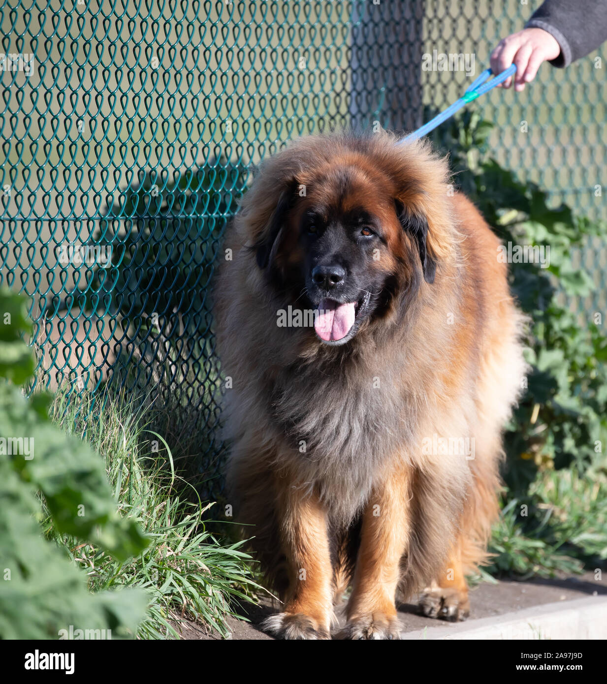 Large Brown fluffy Dog in Port Isaac, Cornwall made famous by the TV series  Doc Martin starring Martin Clunes Stock Photo - Alamy