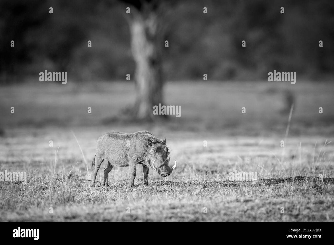 Warthog standing in the grass in black and white in the Welgevonden game reserve, South Africa. Stock Photo