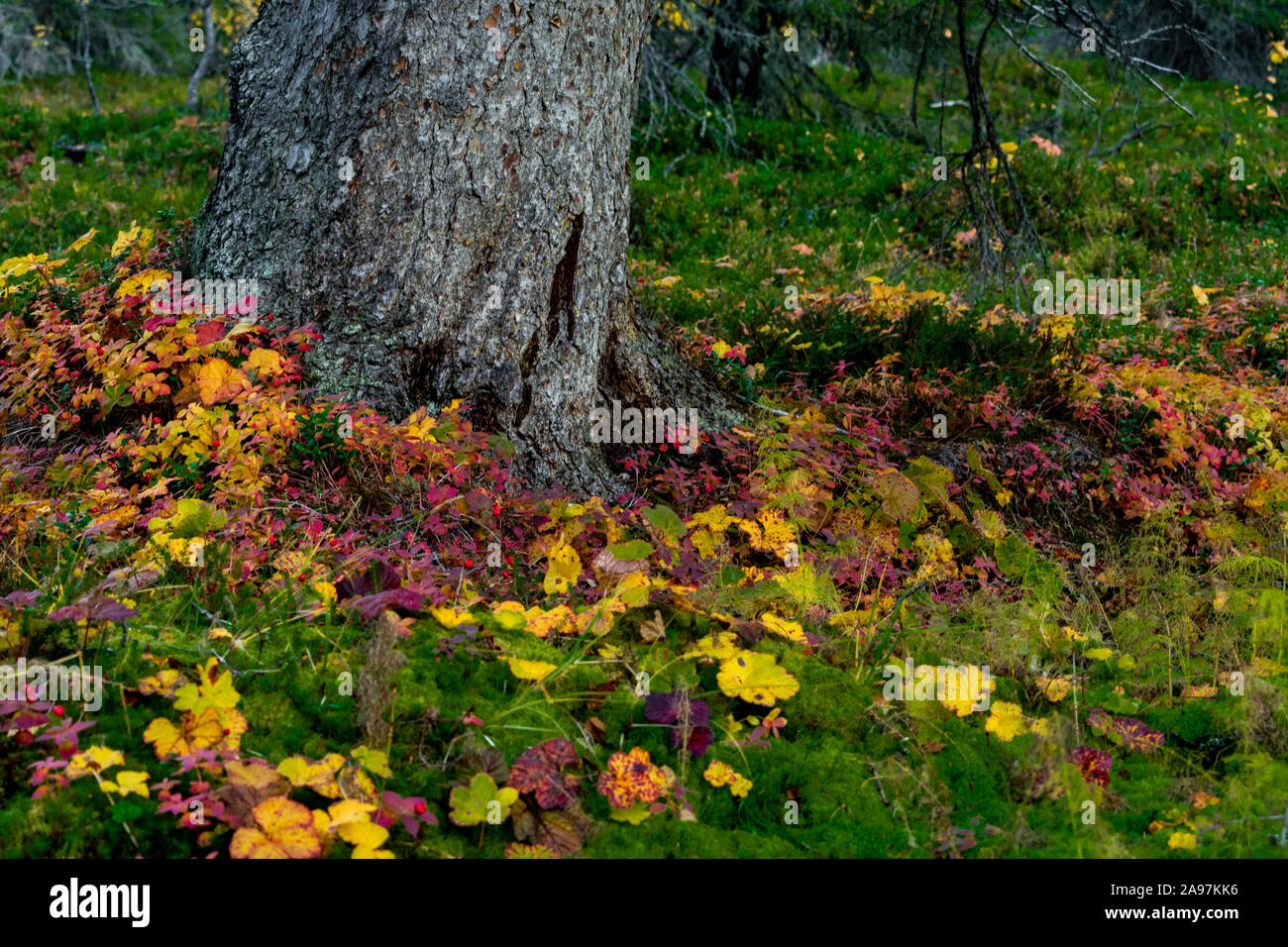 Arctic vagetation around tree at the Kungsleden, Lapland, Sweden Stock Photo