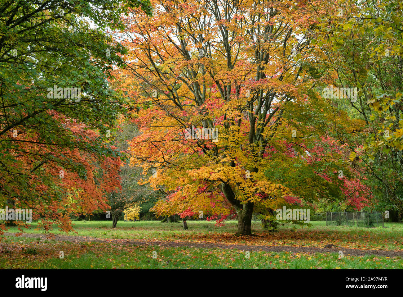 Acer Palmatum ‘Amoenum’. Japanese maple ‘Amoenum’ trees in autumn at ...