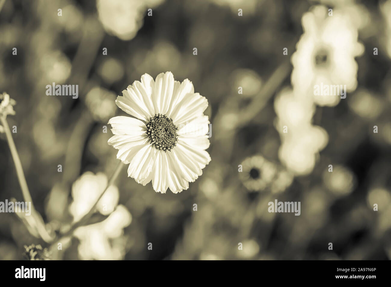 California wildflowers in duotone Stock Photo