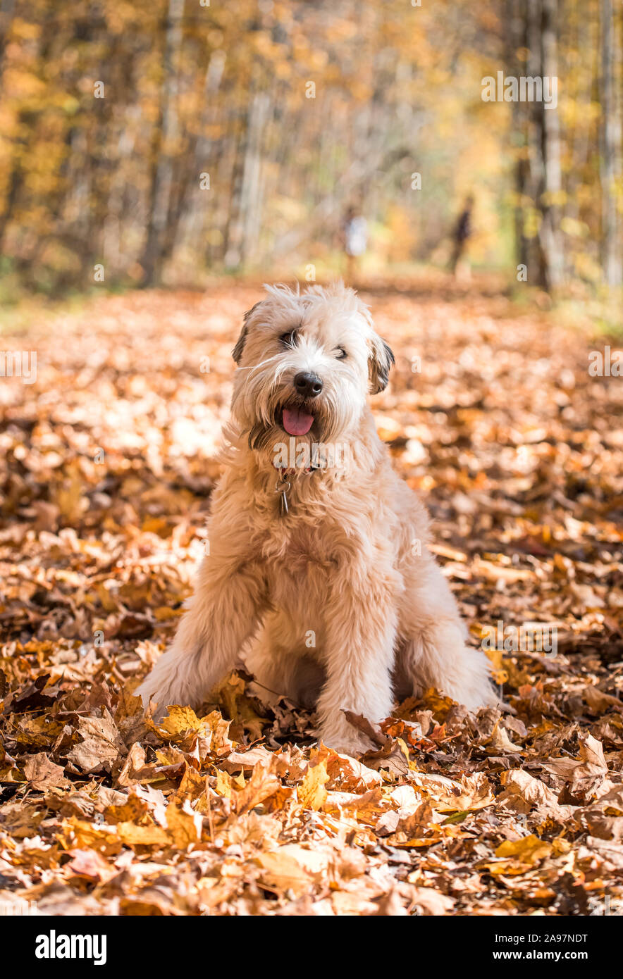 Soft coated sale golden