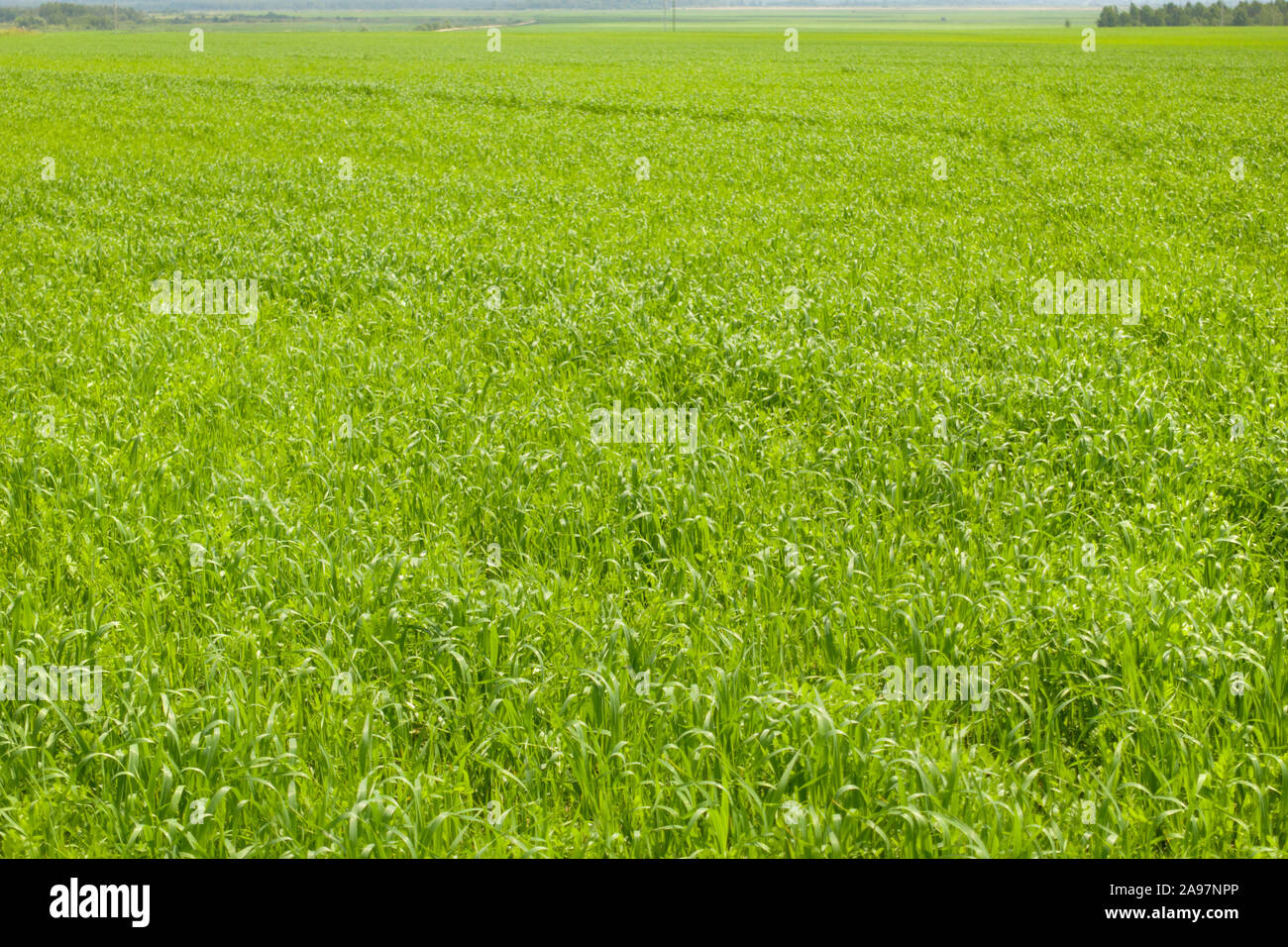 Beautiful landscape, fresh green grass field. Green grass meadow. Stock Photo