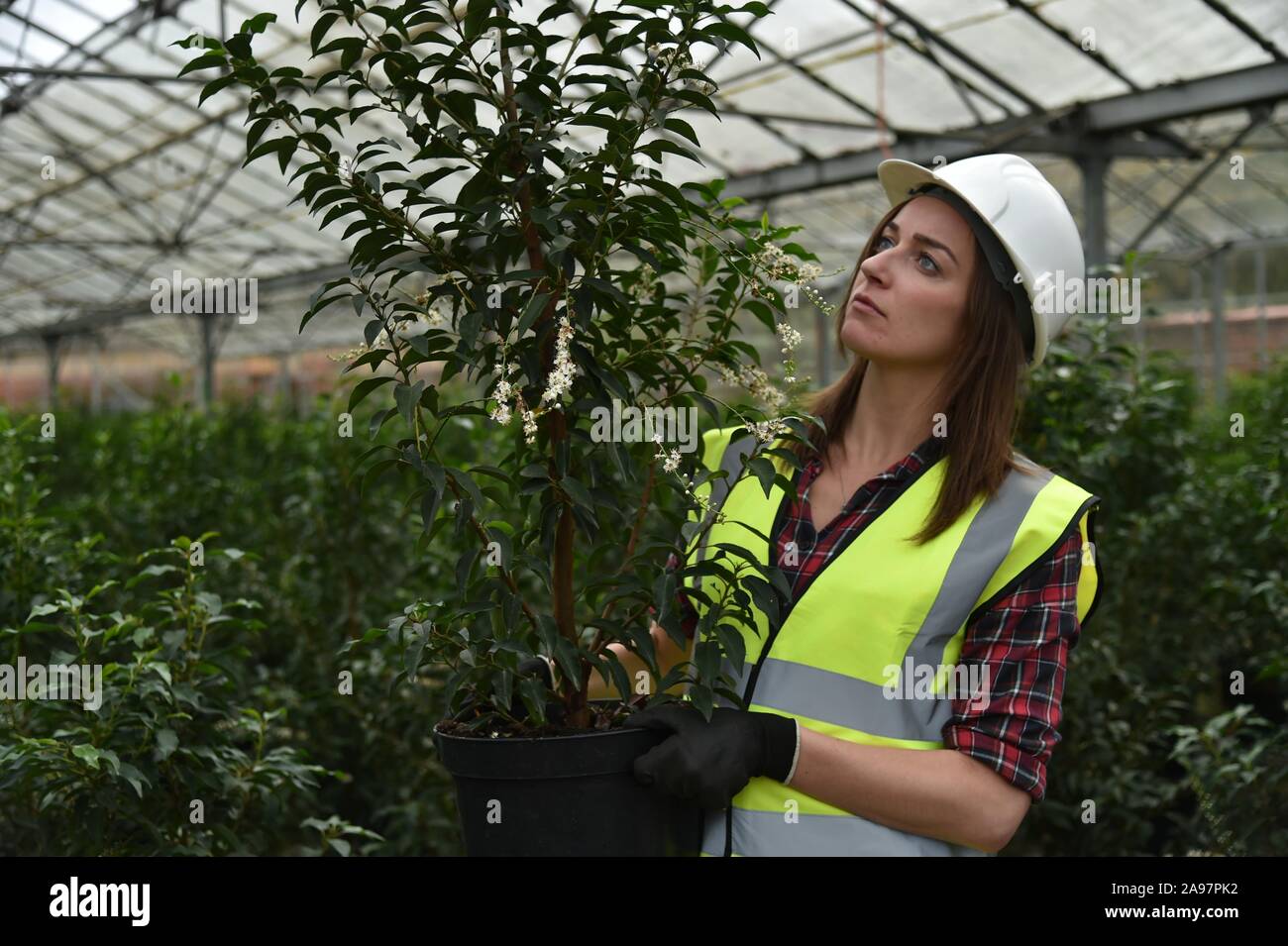 Woman wearing hi vis vest hard hat hi-res stock photography and images ...