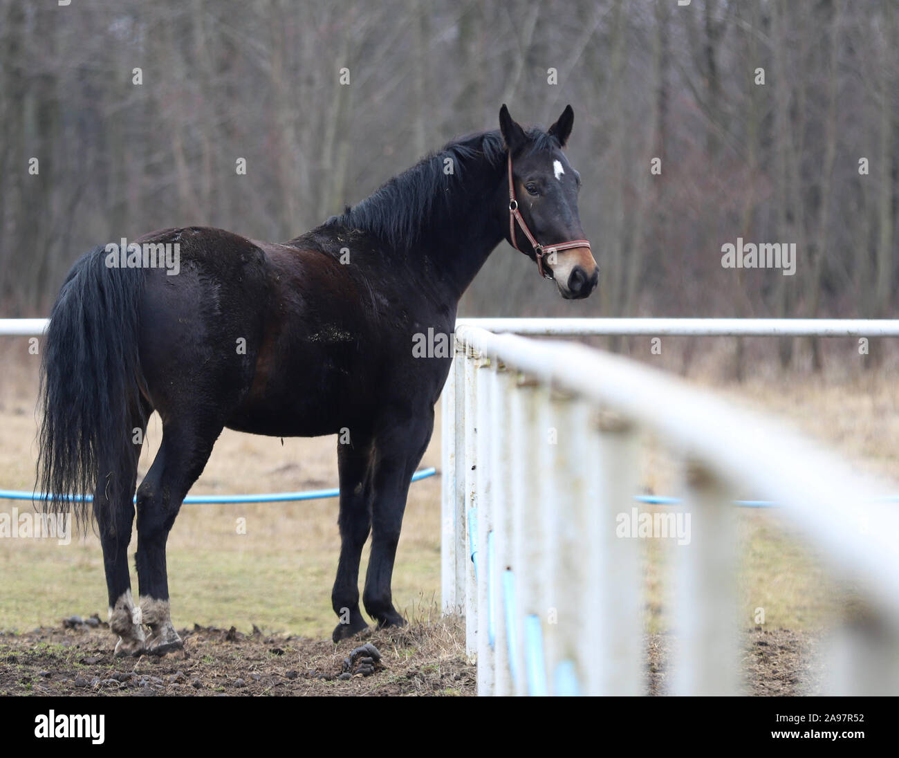 Horse, beautiful Polish horse Stock Photo - Alamy