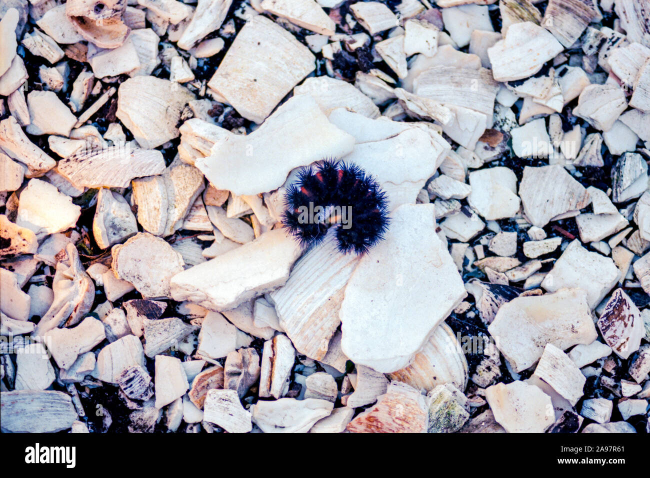 A Curled Up Giant Leopard Moth Caterpillar Stock Photo