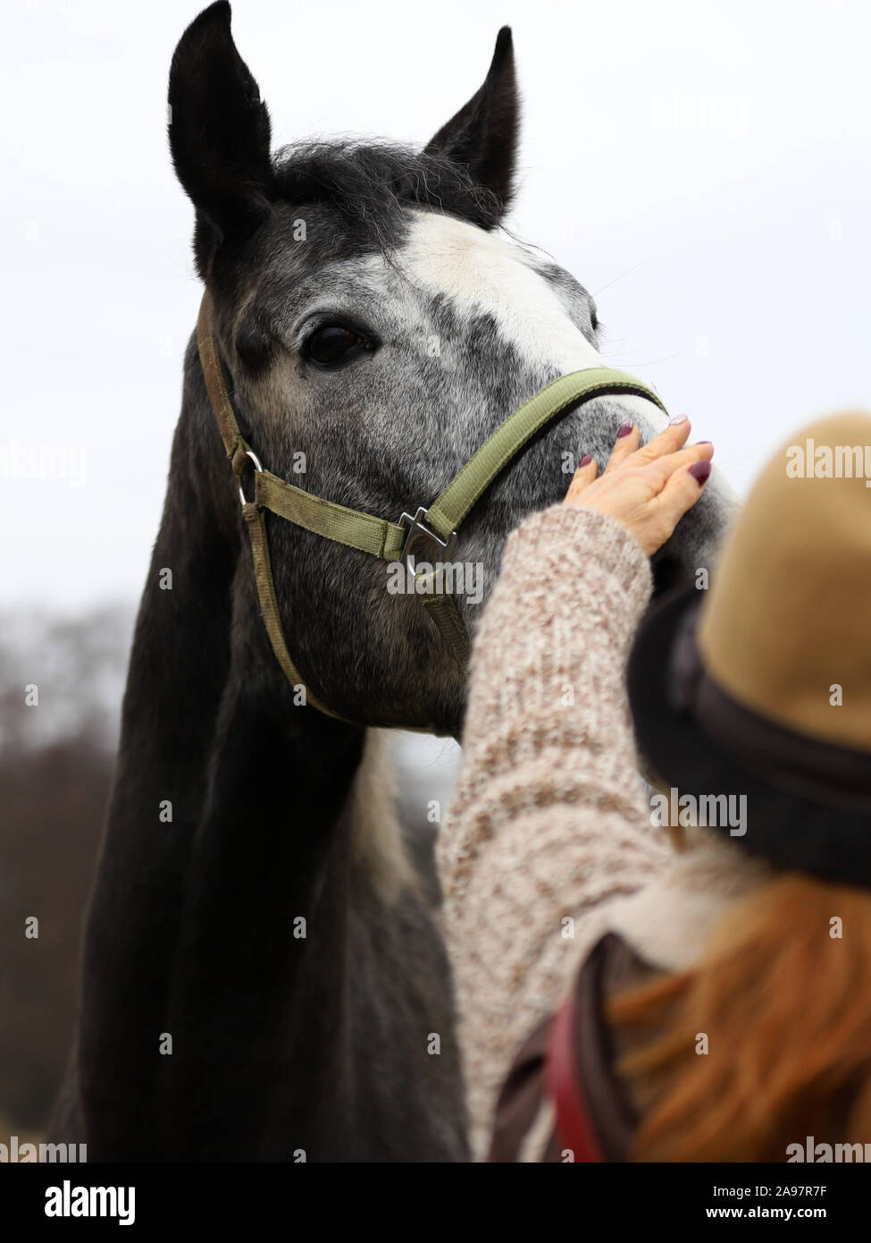 Horse, beautiful Polish horse, woman in a hat Stock Photo