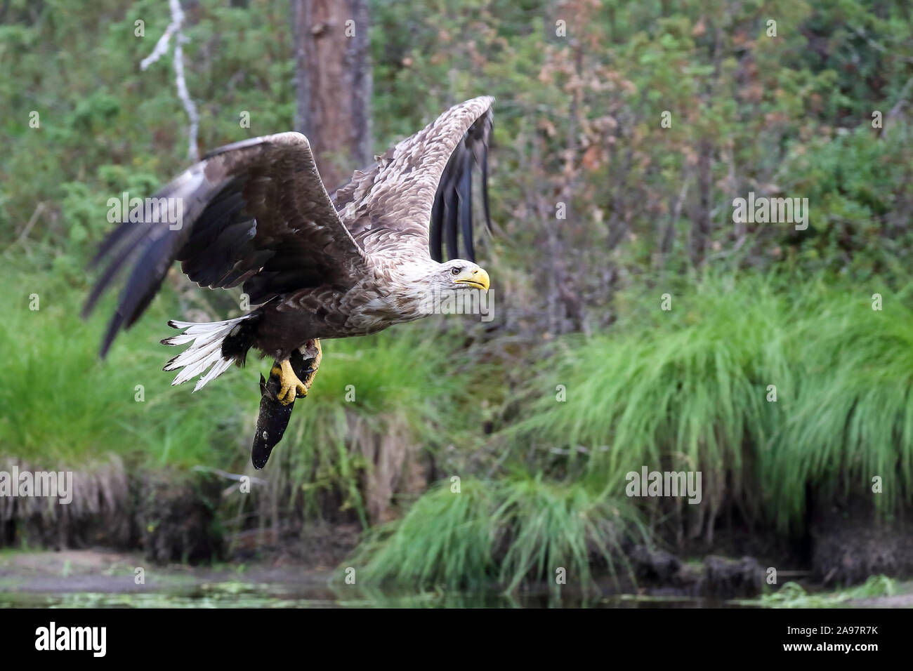 Swedish eagle hi-res stock photography and images - Alamy