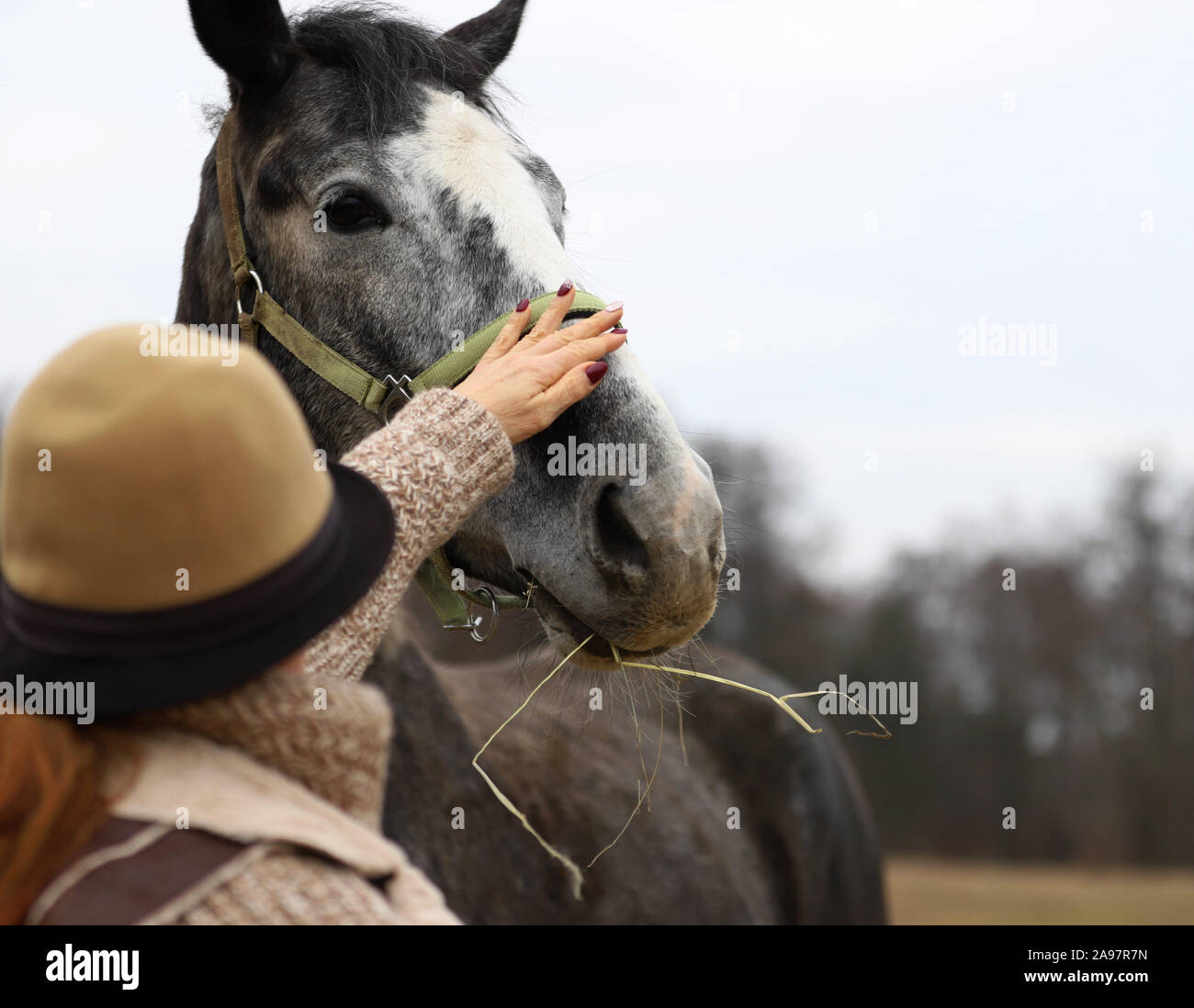 Horse, beautiful Polish horse, woman in a hat with a horse Stock Photo