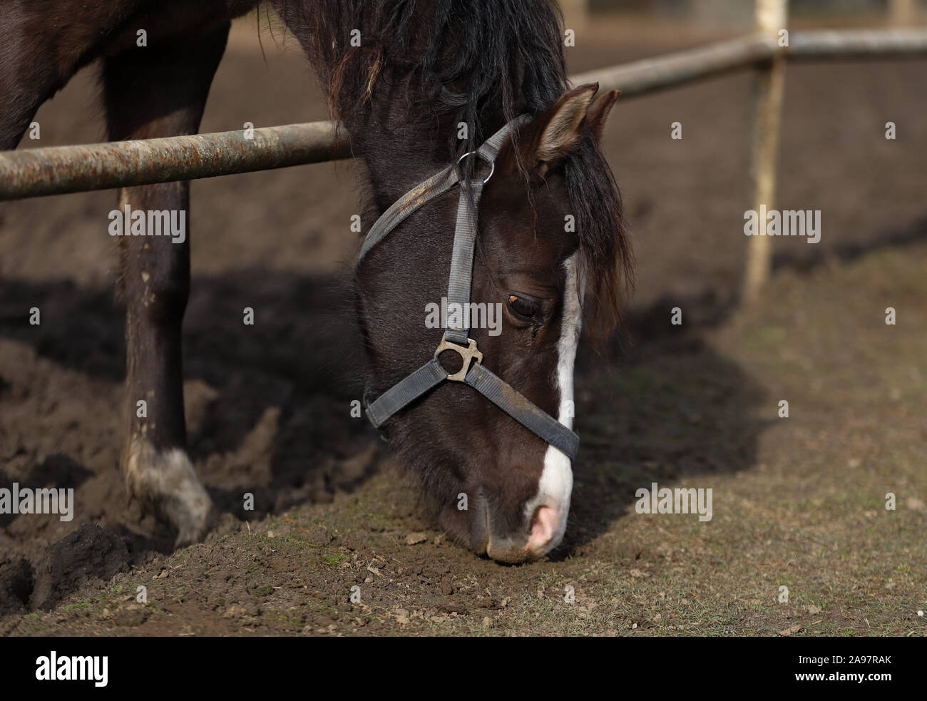 Horse, beautiful Polish horse Stock Photo - Alamy