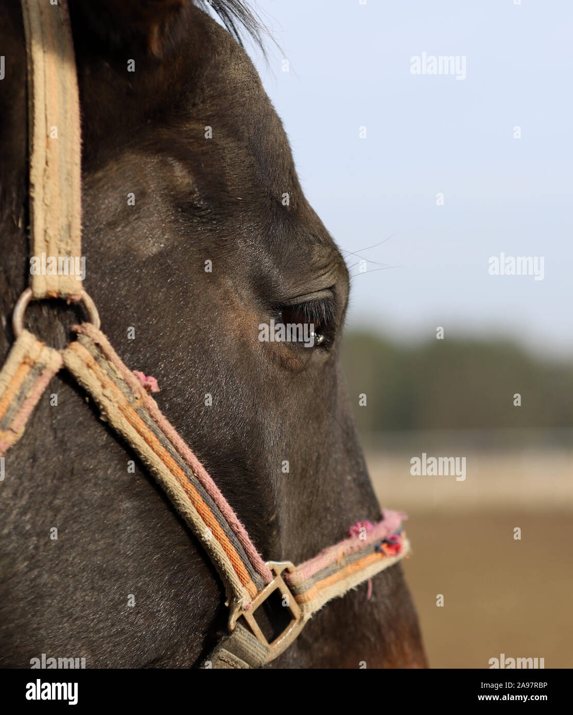 Horse, beautiful Polish horse,portrait Stock Photo - Alamy