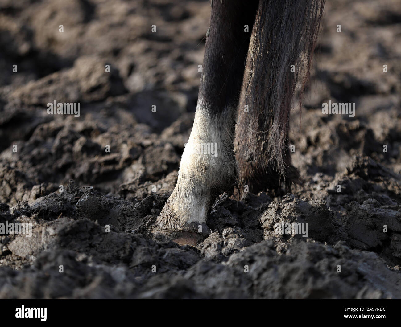 Horse, beautiful Polish horse,hoofs Stock Photo Alamy