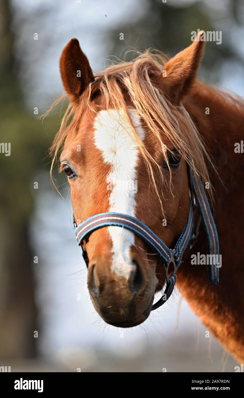 Horse, beautiful Polish horse Stock Photo Alamy