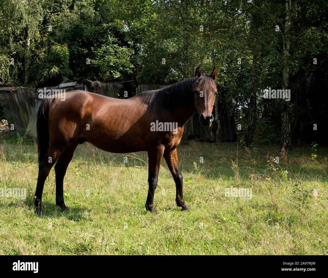 Horse, beautiful Polish horse Stock Photo Alamy