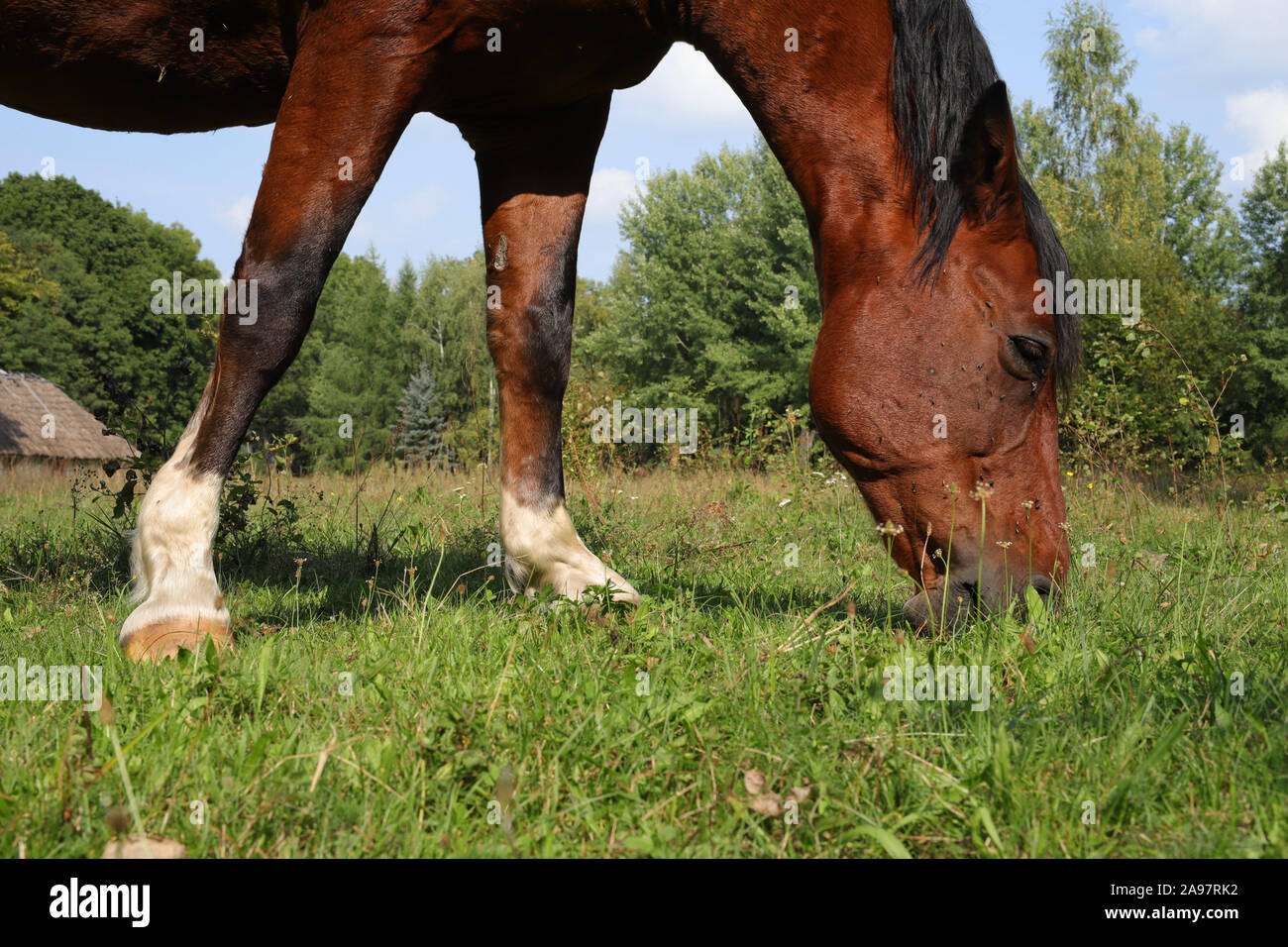 Horse, beautiful Polish horse Stock Photo - Alamy