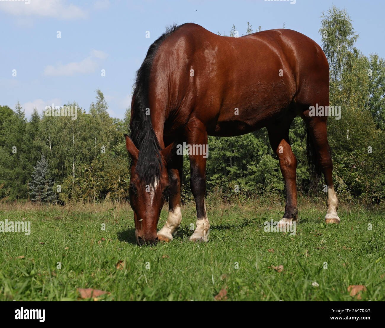Horse, beautiful Polish horse Stock Photo Alamy